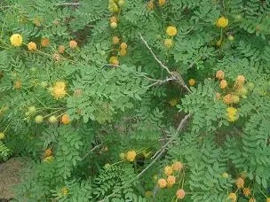 Small yellow balls on a green plant