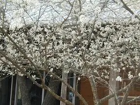 Tree covered in white blossoms