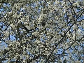 Tree branches covered in white blossoms