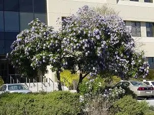 Picture of small tree with purple blossoms in front of a building.