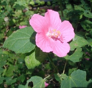 Single, 5-petaled, pink flower.
