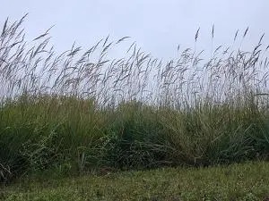 Row of bunch grasses with tall stalks of seeds against a gray-blue sky