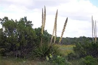 Tall stalk of blooms coming out of clump of yucca-like leaves