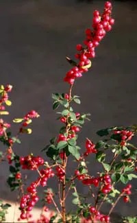 Stalk of bright red berries.