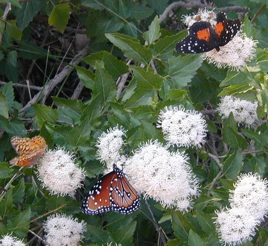3 Butterflies on clusters of white flowers.