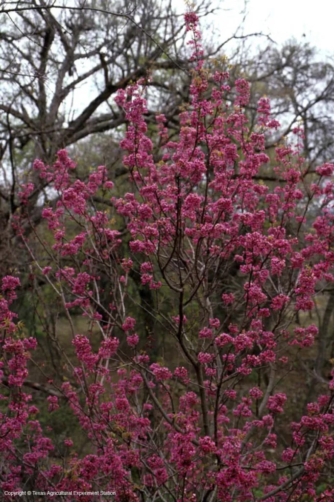 Branch covered solid in bright pink blossoms.