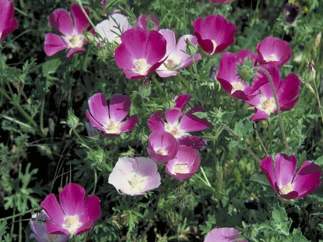 Several cup-shaped, deep pink flowers with white centers.