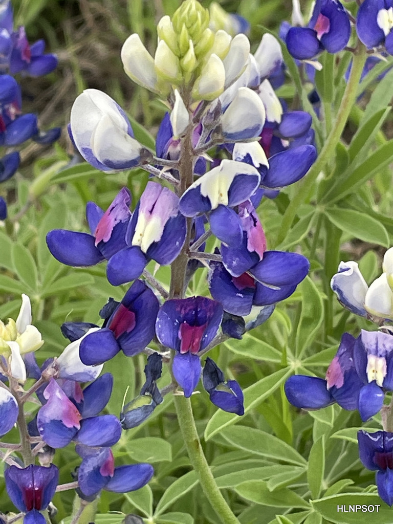 Close up of a bluebonnet against green foliage