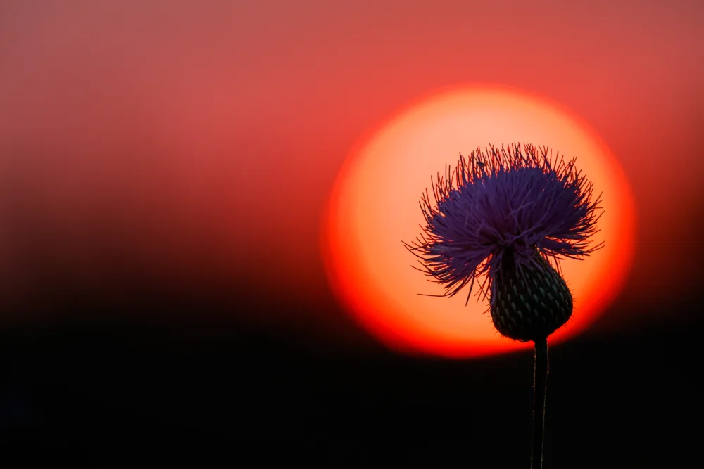 Purple flower against a blurred, orange sun