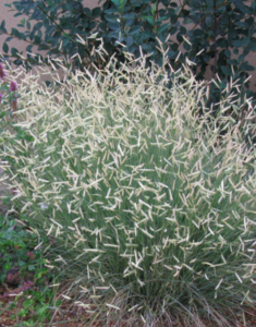 Picture of Bouteloua Gracilis ‘Blonde Ambition’ (PP22048)