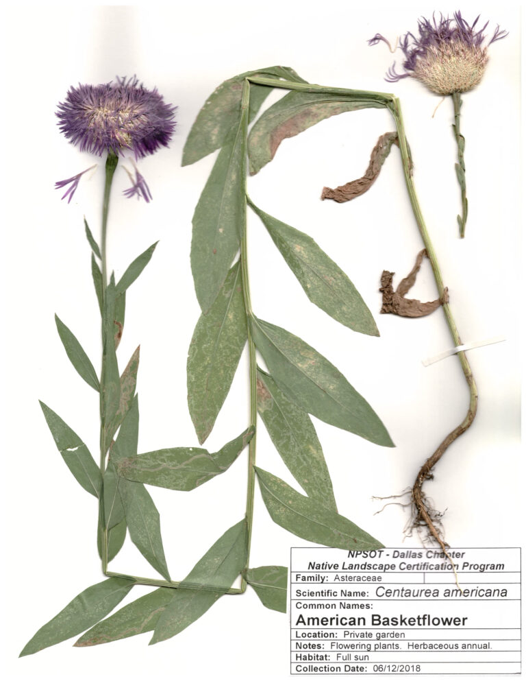 NPSOT, North Texas NLCP, Marie-Therese Herz, Herbarium Sheet