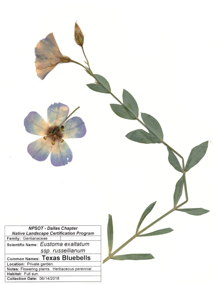 NPSOT, North Texas NLCP, Marie-Therese Herz, Herbarium Sheet