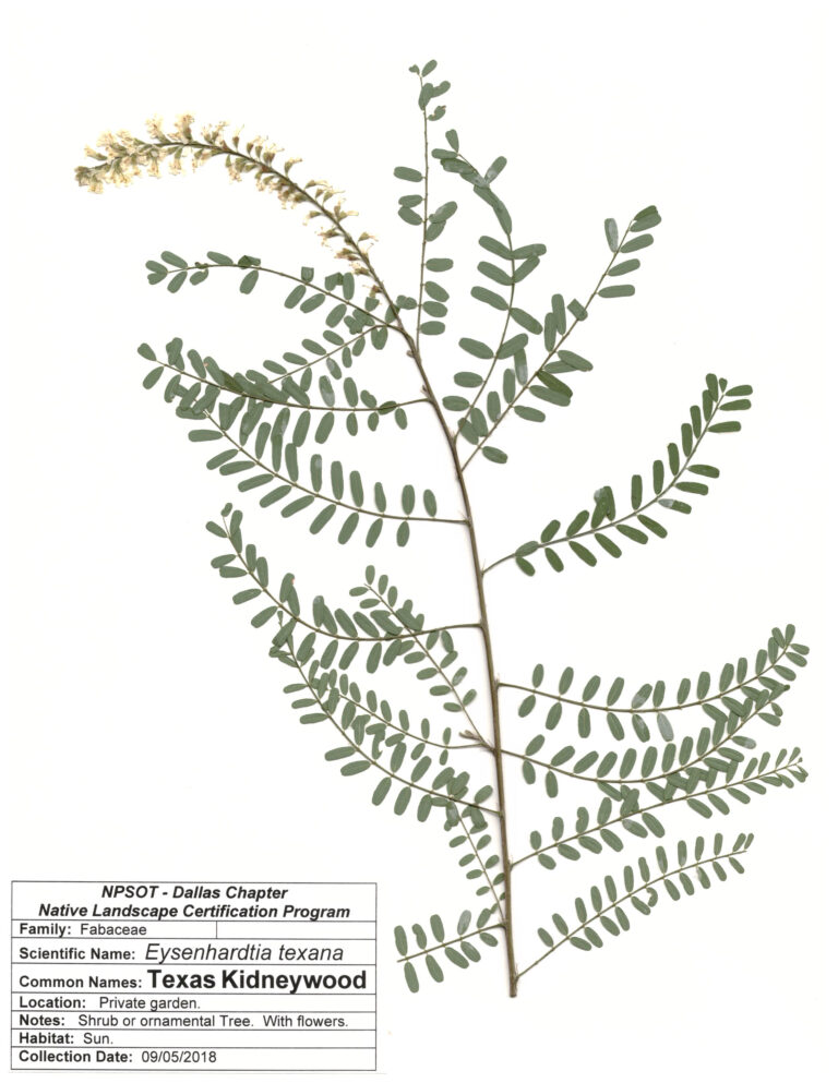 NPSOT, NTX, NLCP Level 3, Marie-Theres Herz; Herbarium Sheet
