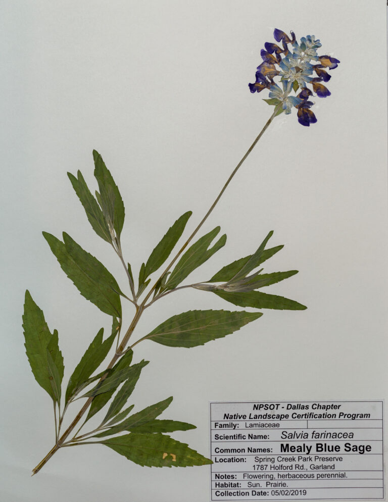 NPSOT NTX, NLCP Level 1; Marie-Theres Herz; Herbarium Sheet