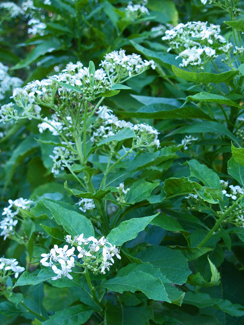 Native Texas plant with white flowers