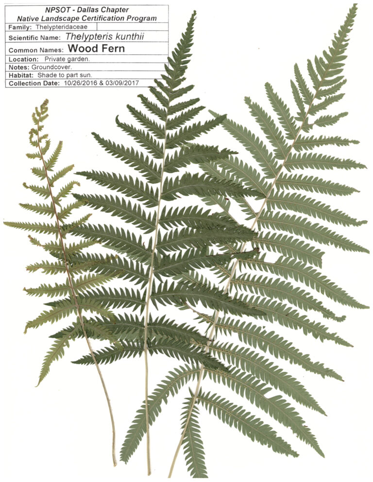 NPSOT, NTX, NLCP Level 3, Marie-Theres Herz; Herbarium Sheet