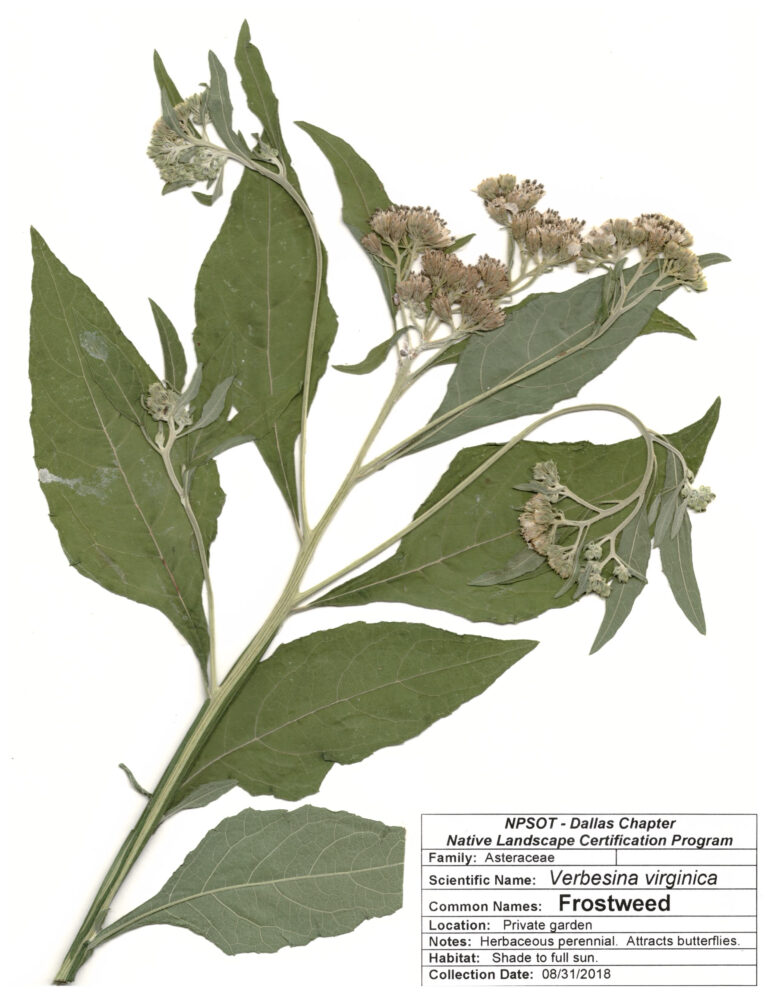 NPSOT North Texas NLCP, Marie-Therese Herz, Herbarium Sheet