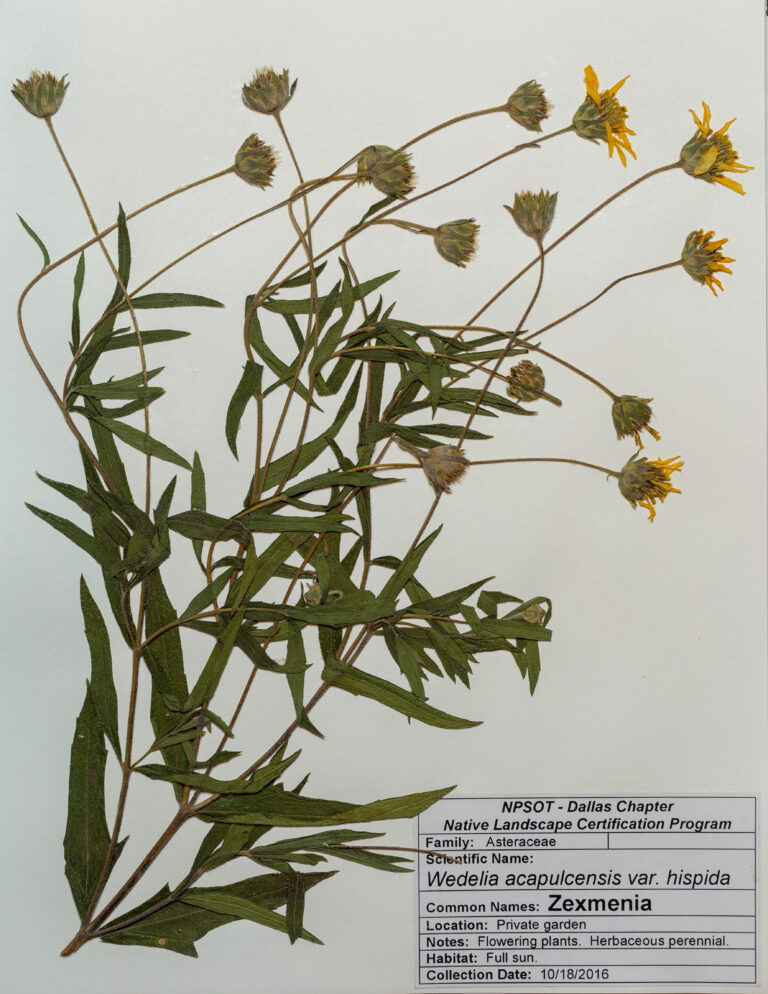NPSOT NTX, NLCP Level 1; Marie-Theres Herz; Herbarium Sheet