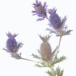 Image of purple, thistley flowers