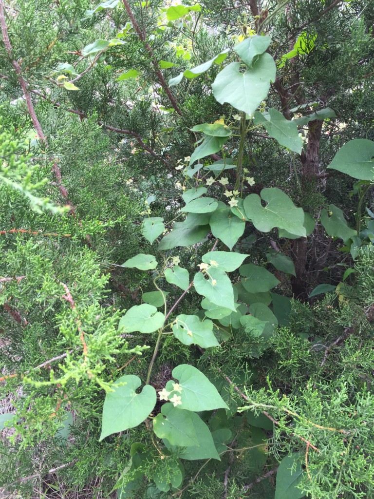 Pearl Milkweed Vine