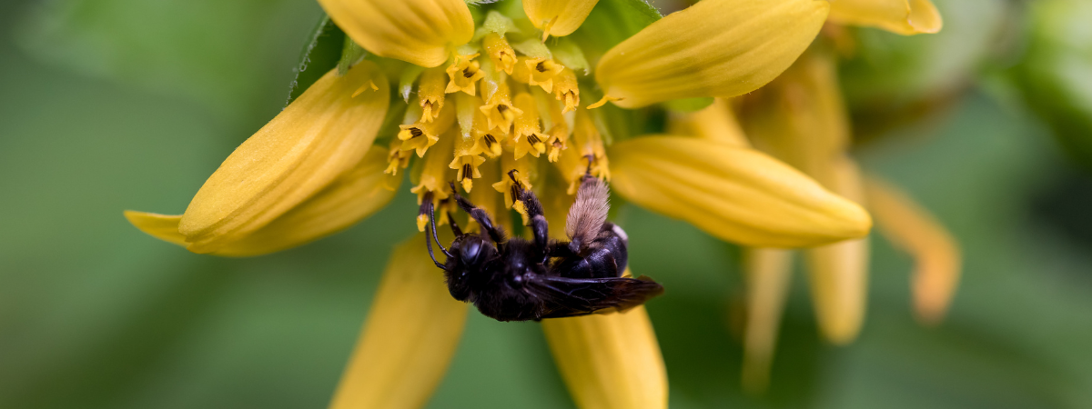 Two-spotted Longhorn bee nectaring on a yellow flower