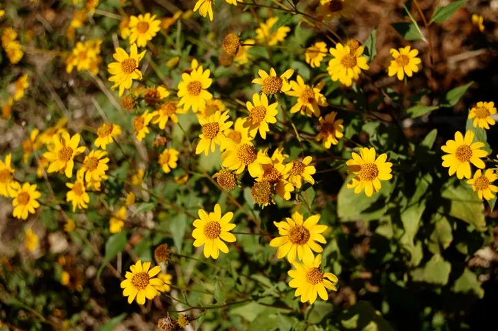 Close up of a grouping of yellow flowers