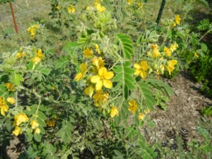 Yellow flowers