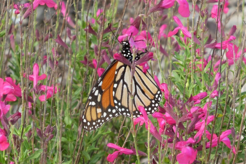 Image of Butterfly on a Pink Flower