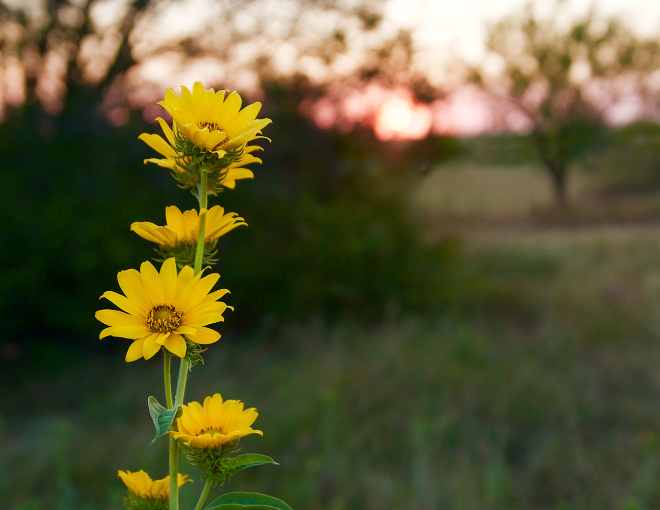 Image of sunflowers at sunset