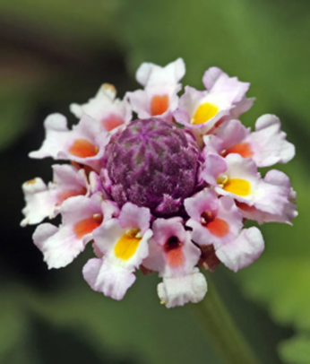 Close up of a small flower with several white petals encircling a purple center. Each white petal has an orange/yellow heart.