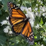 Monarch on white mistflower