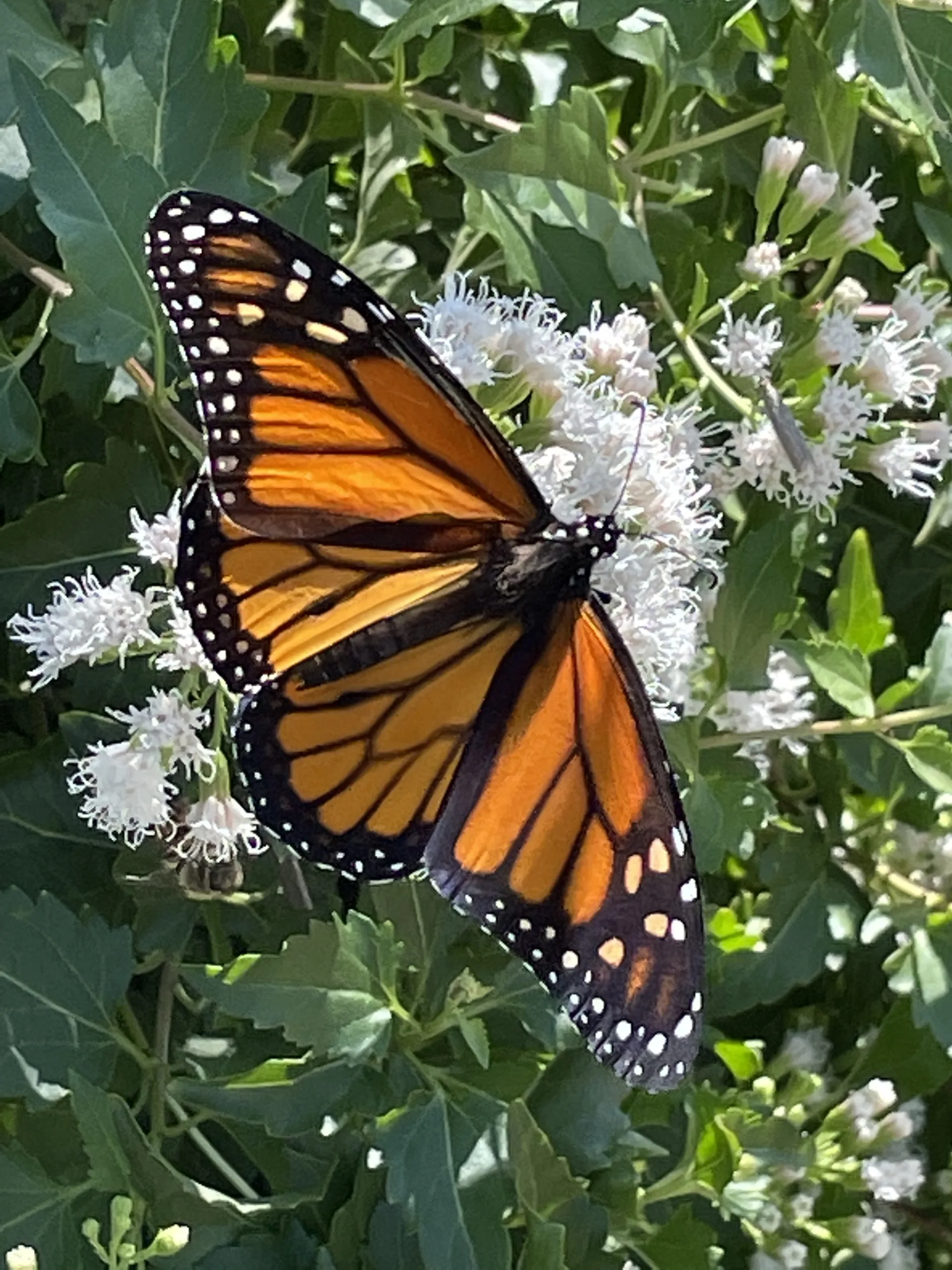 Monarch on white mistflower