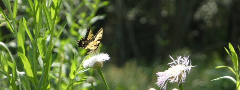 Coastal Prairie