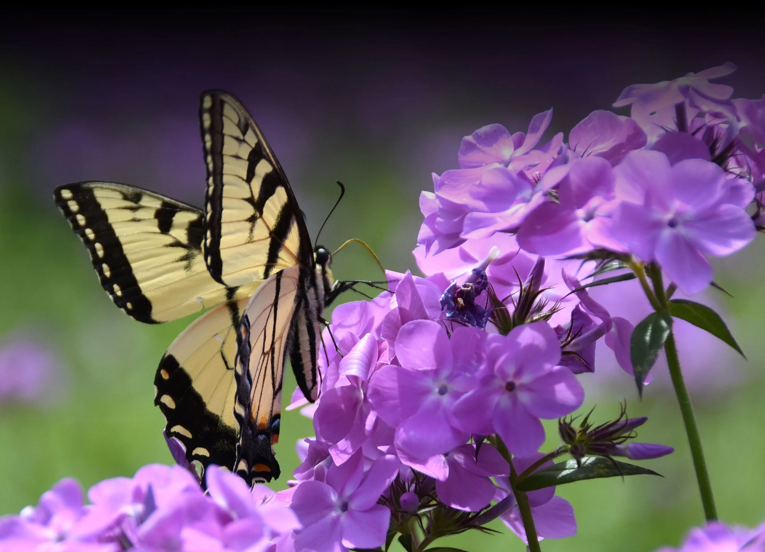 Native Plant Society Of Texas Who Are We And What Can We Do For You 