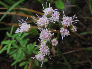 Fleischmannia incarnata flower