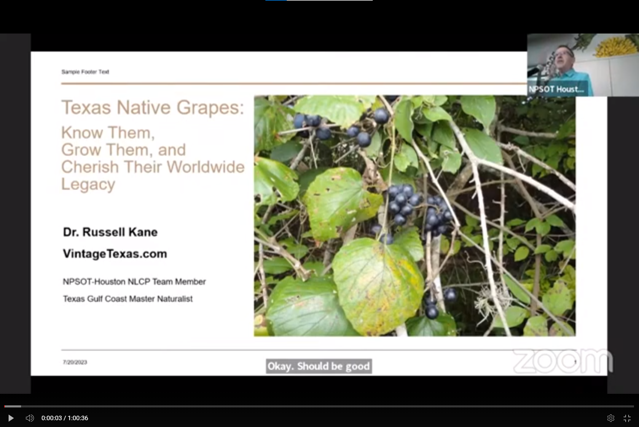 Texas Native Grapes