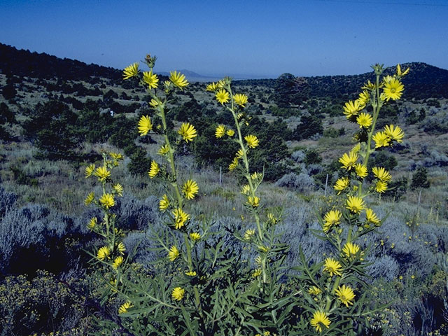 Photo Credit: Bransford, W.D. and Dolphia, https://www.wildflower.org/gallery/result.php?id_image=11264