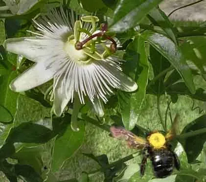 Passion Flower and Bee
