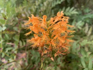 A cluster of bright orange flowers