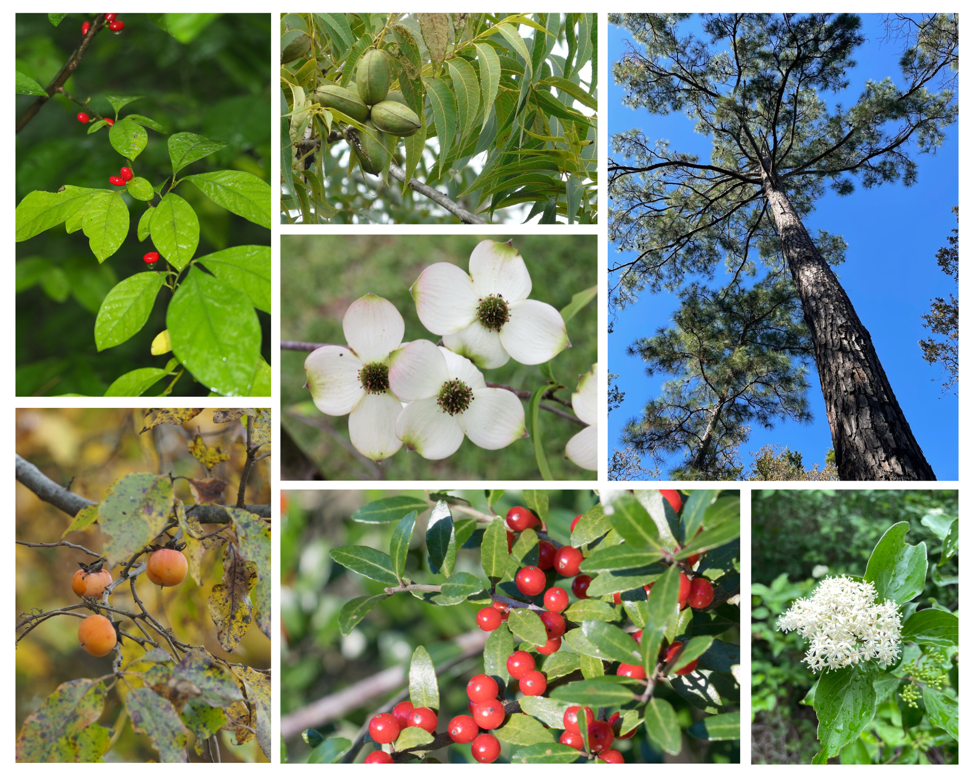 Various trees in a collage