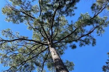 Tree canopy against a vibrant blue sky
