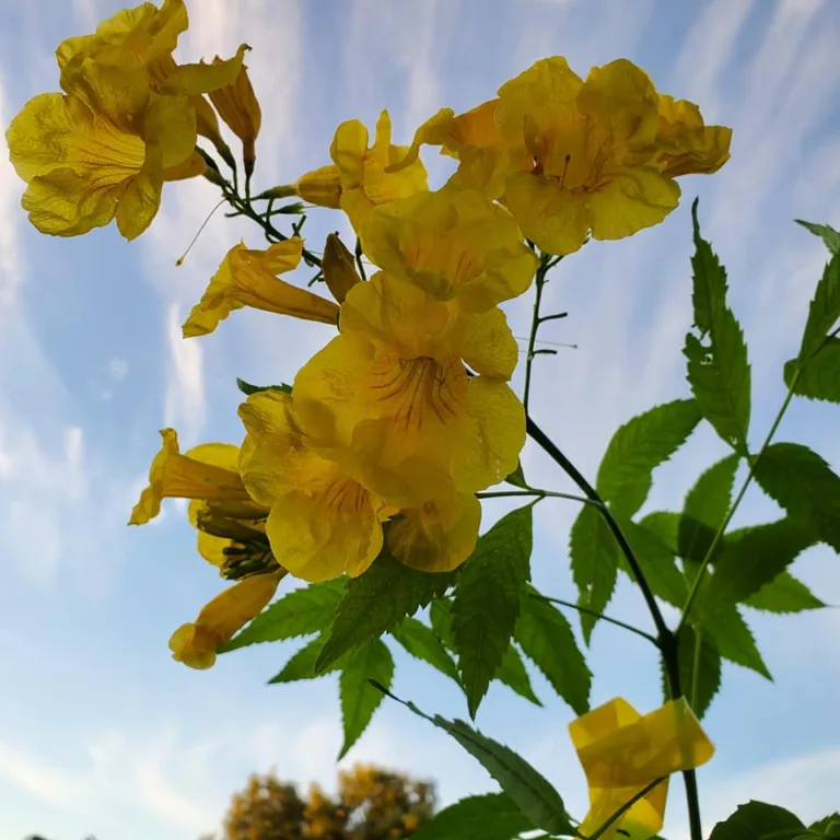 Yellow flowers against a blue sky