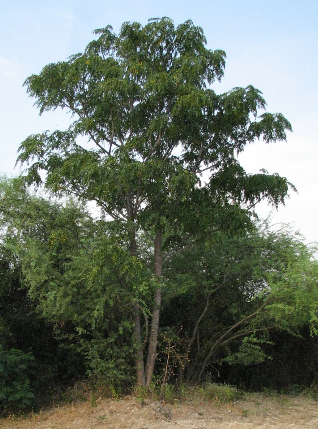 tall Chinaberry tree with smaller plants growing underneath it