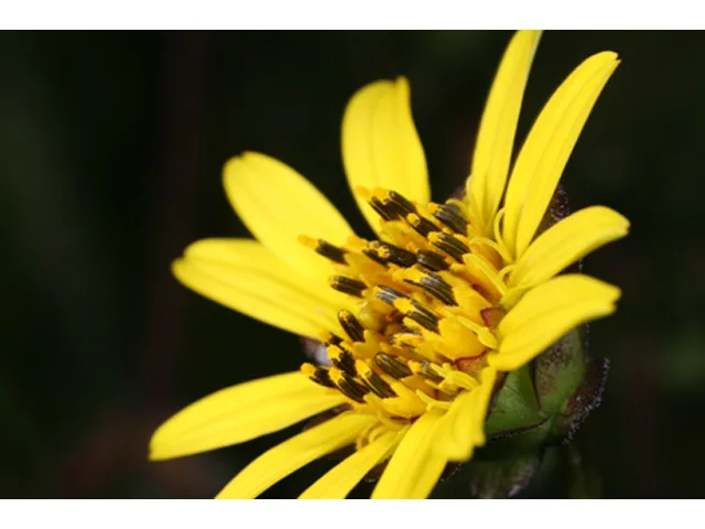 Photo Credit: Fannon, Carolyn, https://www.wildflower.org/gallery/result.php?id_image=36955