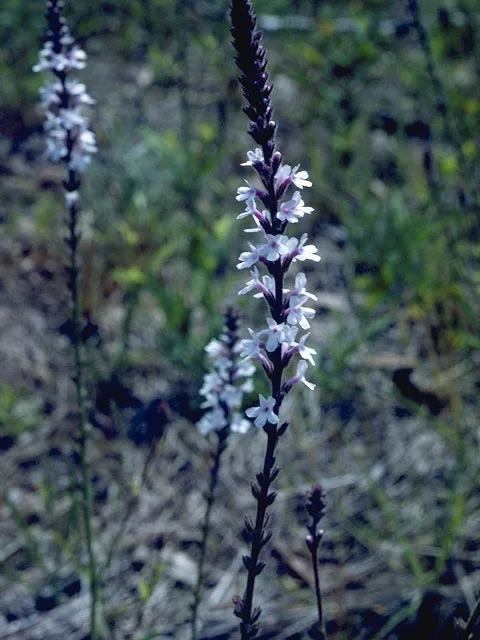 Photo Credit; Bransford, W.D. and Dolphia, https://www.wildflower.org/gallery/result.php?id_image=7578