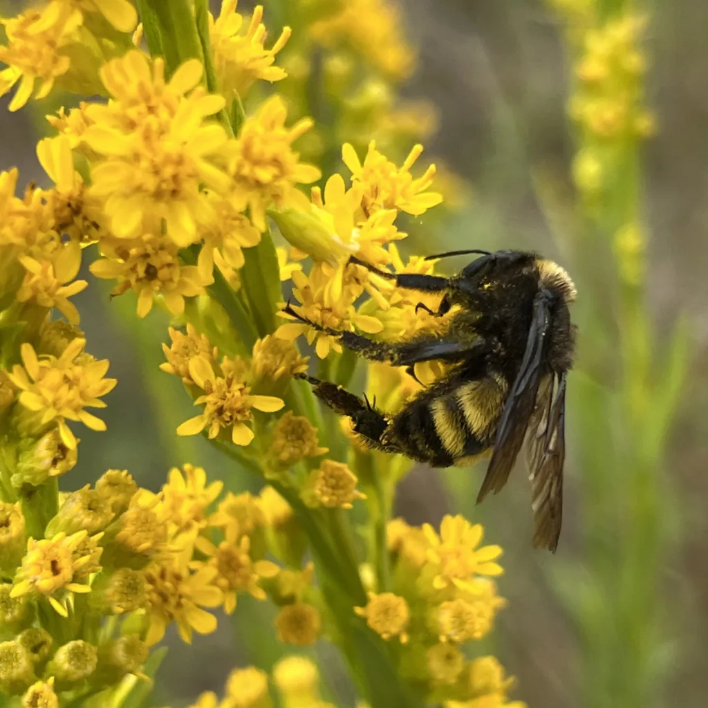 bee nectaring on flower