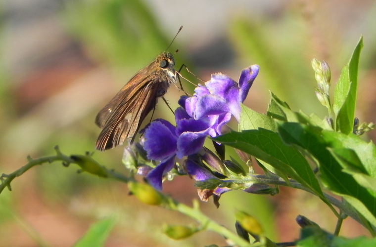 skipper butterfly on purple flower