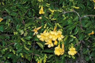 Photo by Forest & Kim Starr
Source: Plants of Hawaii (USGS)