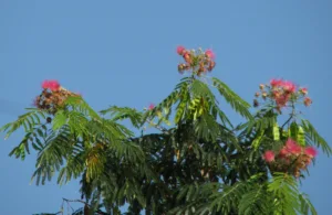 Mimosa flowers