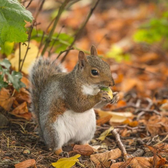 Squirrel eating a nut